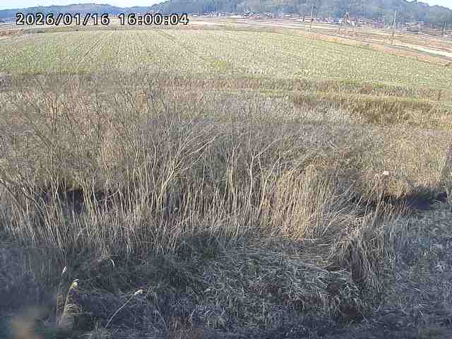 朝鍋川１2026/01/16 17:30:00