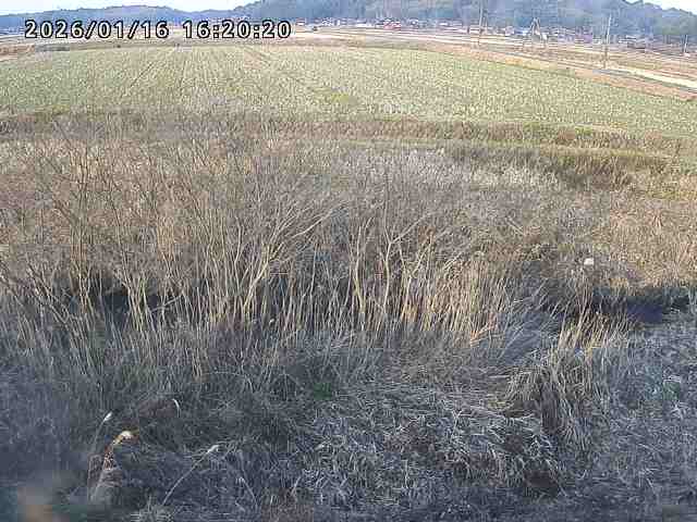 朝鍋川１2026/01/16 17:30:00