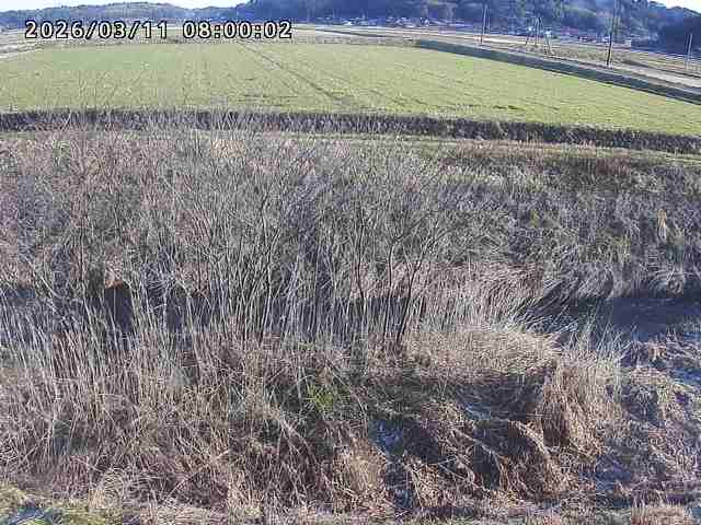 朝鍋川１2026/03/11 16:10:00