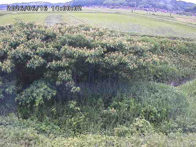 朝鍋川１2026/06/17 14:20:00