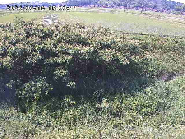 朝鍋川１2026/06/17 14:20:00