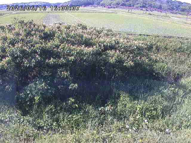 朝鍋川１2026/06/17 14:20:00