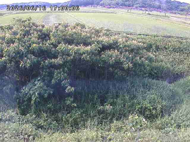 朝鍋川１2026/06/17 14:20:00