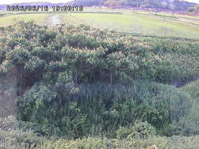 朝鍋川１2026/06/17 14:20:00