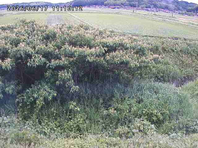 朝鍋川１2026/06/17 14:20:00