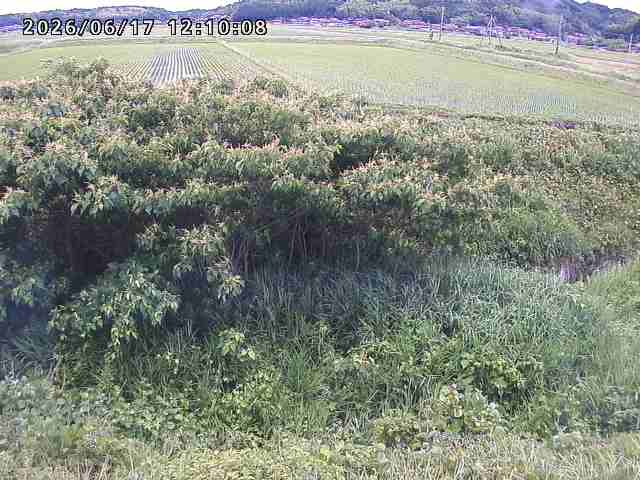 朝鍋川１2026/06/17 14:20:00