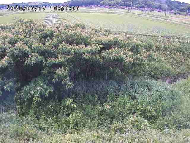 朝鍋川１2026/06/17 14:20:00