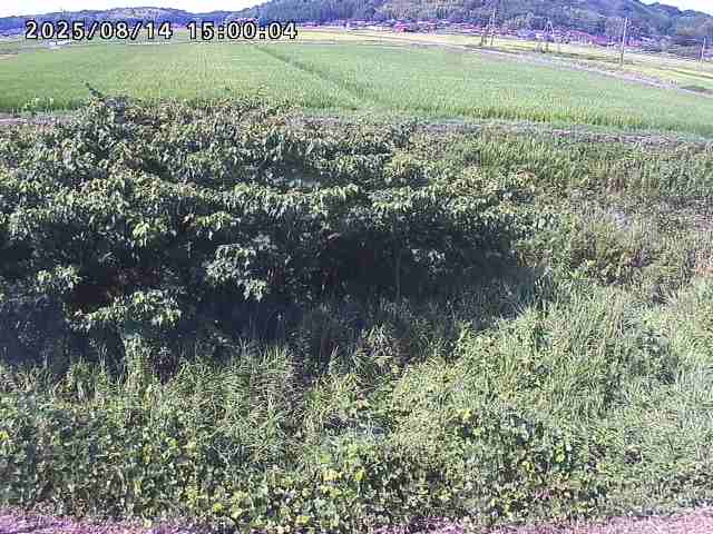 朝鍋川１2025/08/15 15:50:00