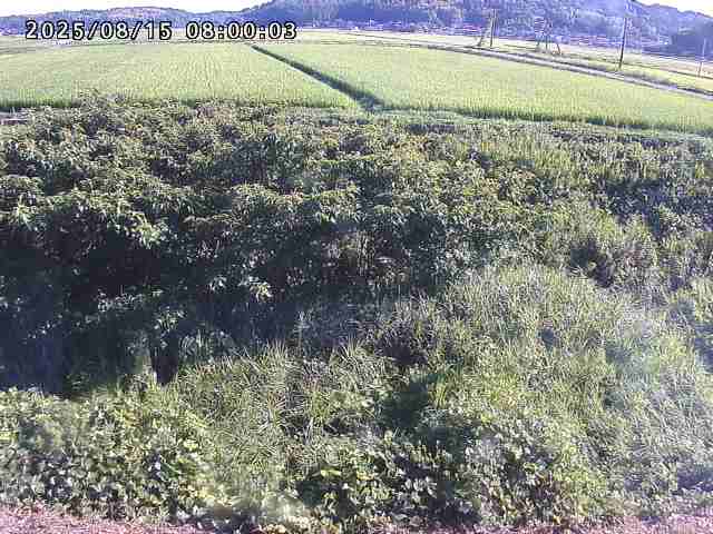 朝鍋川１2025/08/15 15:50:00