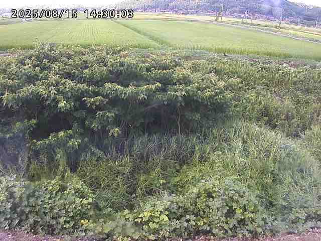 朝鍋川１2025/08/15 15:50:00