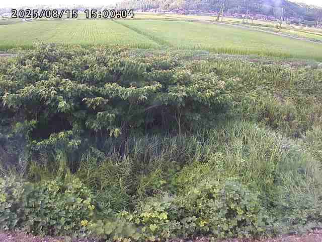 朝鍋川１2025/08/15 15:50:00