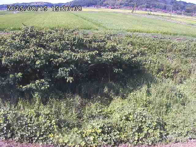 朝鍋川１2025/08/15 15:50:00