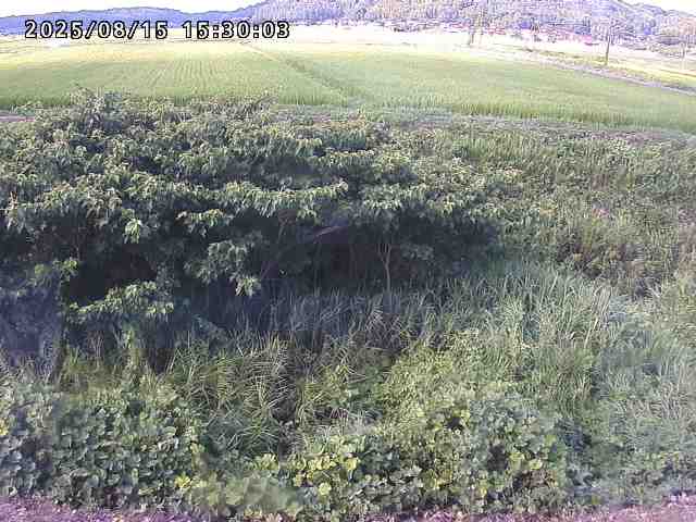 朝鍋川１2025/08/15 15:50:00