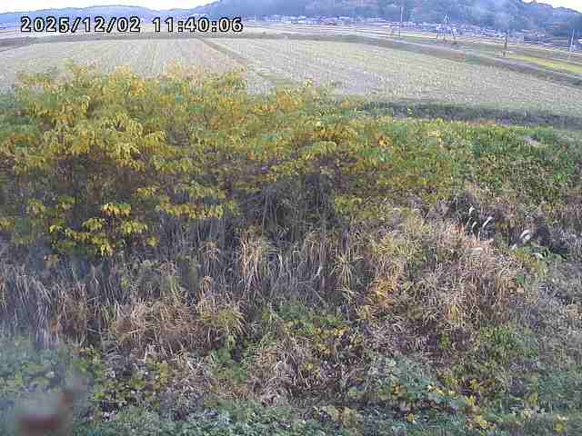 朝鍋川１2025/12/02 12:10:00