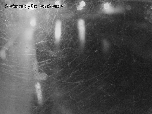 日野川４2026/03/23 7:30:00