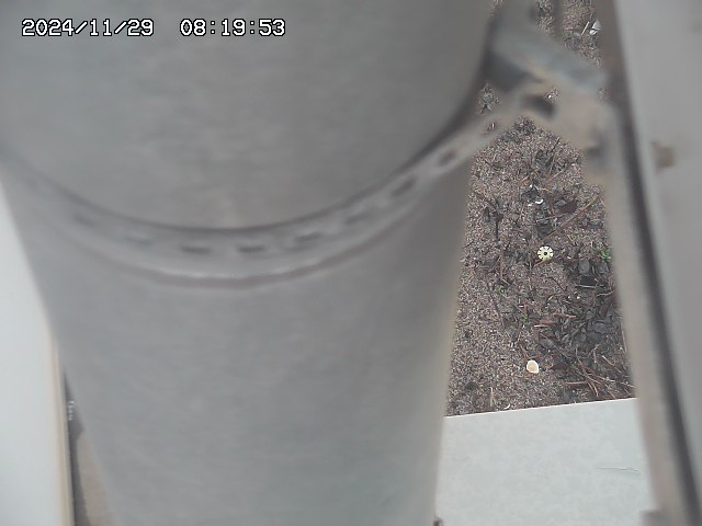 北条川放水路１2025/11/29 8:50:00