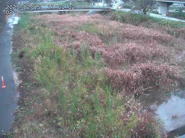 東郷川１2025/12/16 8:50:00