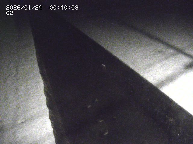 大倉川１2026/01/24 1:40:00