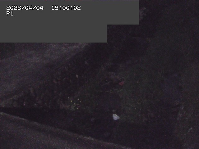 新興寺谷川１2026/04/05 3:30:00