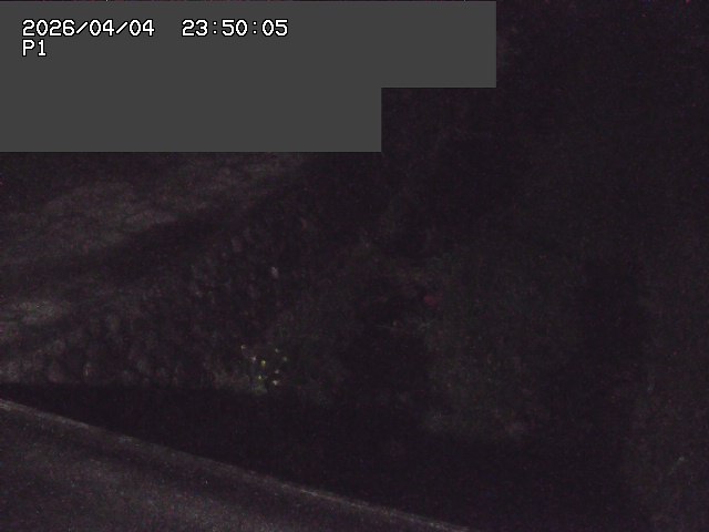 新興寺谷川１2026/04/05 3:30:00