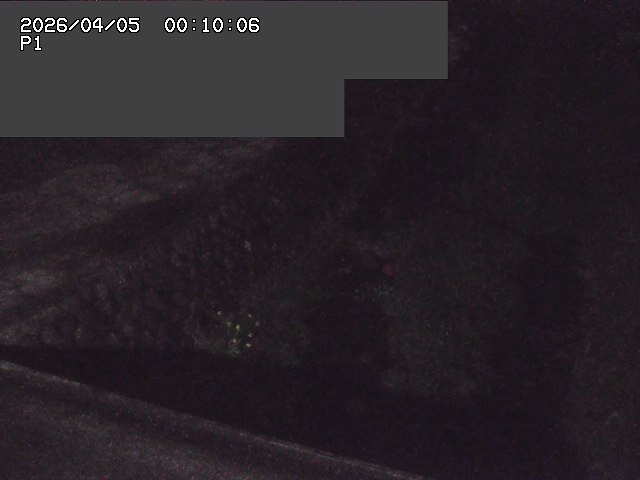 新興寺谷川１2026/04/05 3:30:00