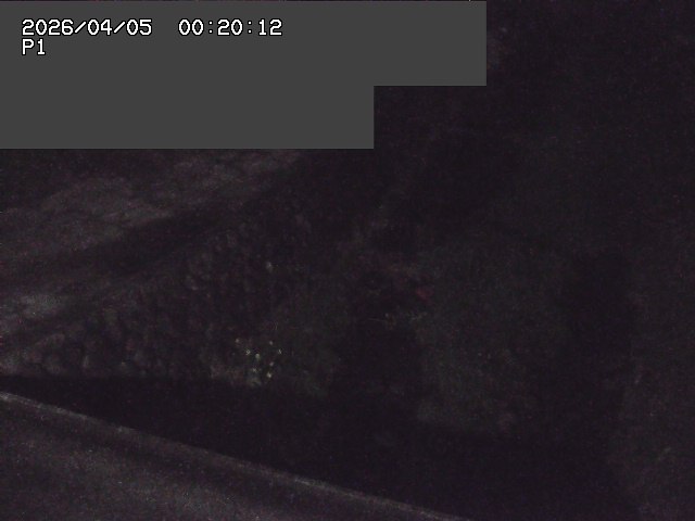 新興寺谷川１2026/04/05 3:30:00