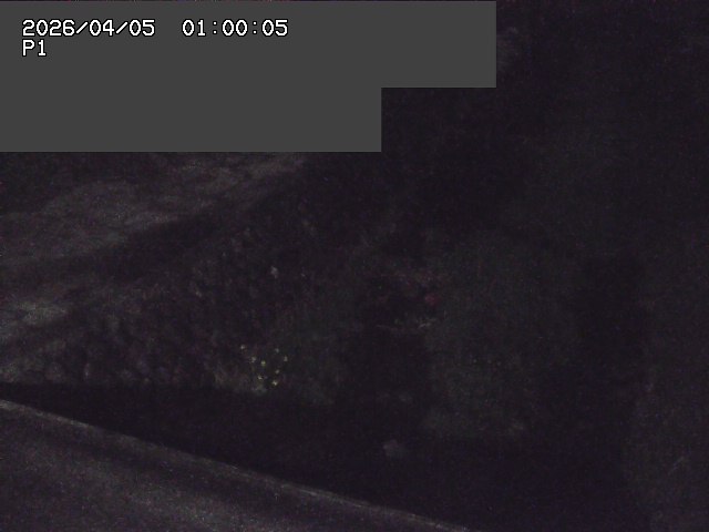 新興寺谷川１2026/04/05 3:30:00