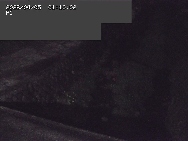 新興寺谷川１2026/04/05 3:30:00