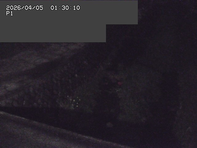 新興寺谷川１2026/04/05 3:30:00