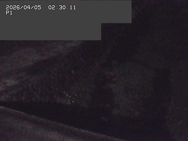 新興寺谷川１2026/04/05 3:30:00