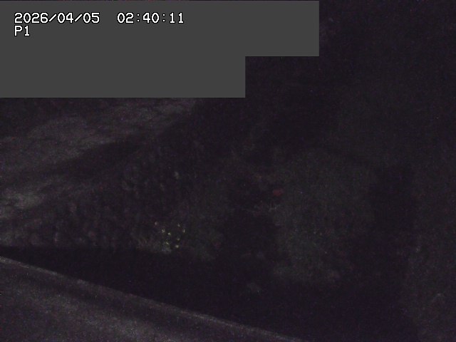 新興寺谷川１2026/04/05 3:30:00