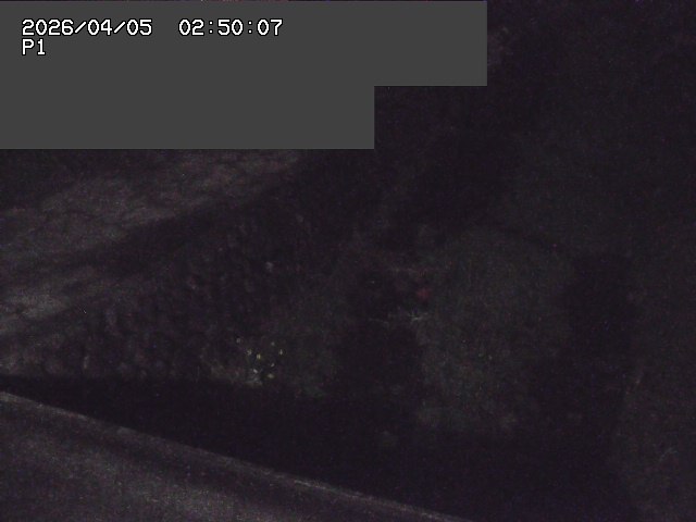 新興寺谷川１2026/04/05 3:30:00