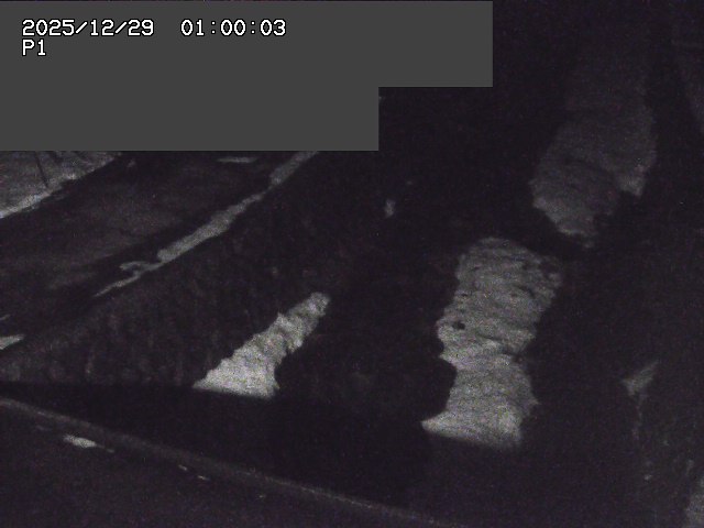 新興寺谷川１2025/12/29 9:50:00