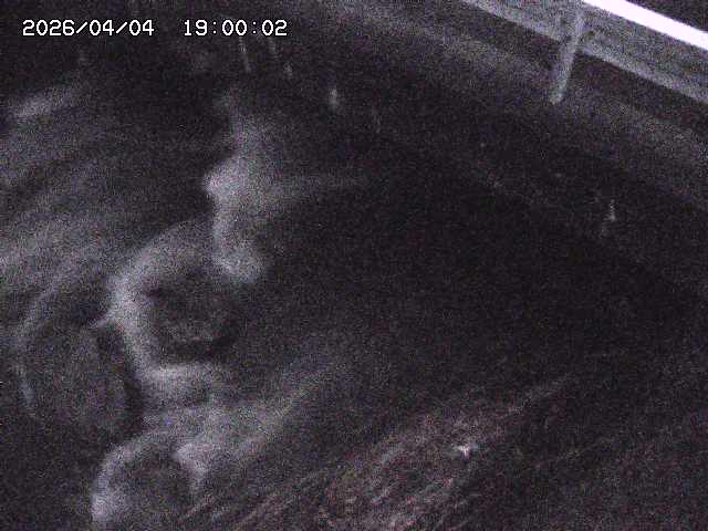 八河谷川１2026/04/05 3:30:00