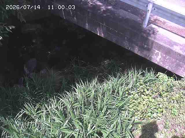 八河谷川１2026/07/14 15:20:00