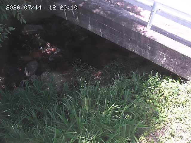 八河谷川１2026/07/14 15:20:00