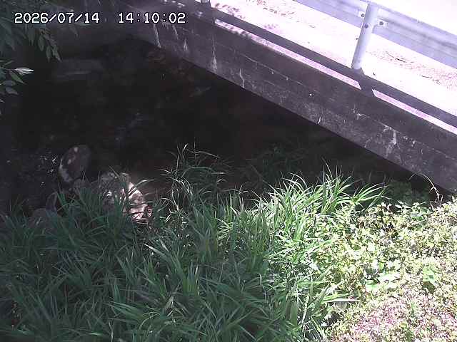 八河谷川１2026/07/14 15:20:00