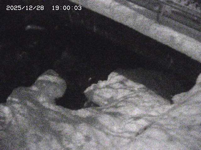 八河谷川１2025/12/29 10:00:00