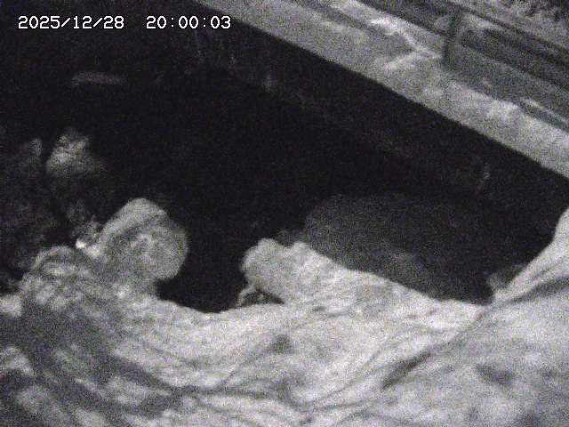 八河谷川１2025/12/29 10:00:00