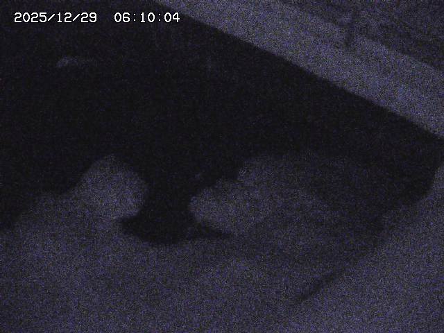 八河谷川１2025/12/29 10:00:00