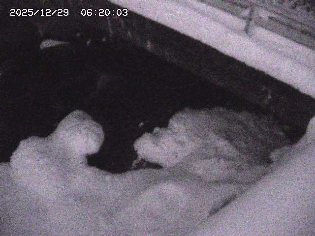 八河谷川１2025/12/29 10:00:00