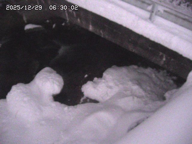 八河谷川１2025/12/29 10:00:00