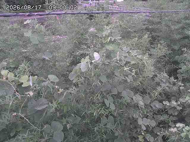 三徳川２2026/08/17 20:40:00