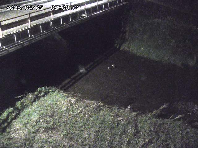 見槻川１2026/04/05 3:30:00