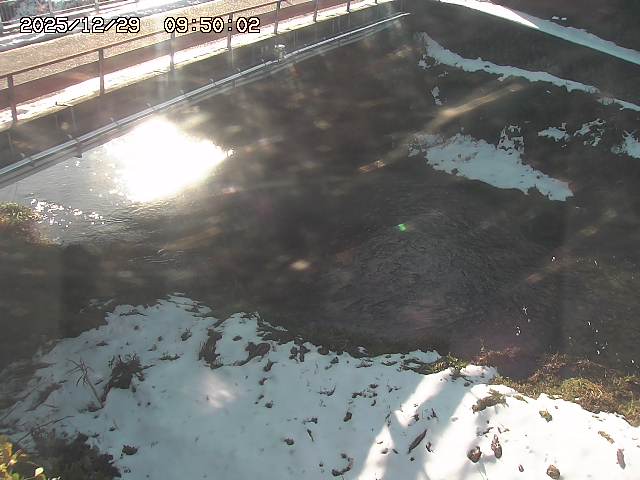 見槻川１2025/12/29 9:50:00