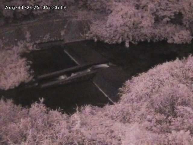 志村川１2025/08/31 9:30:00