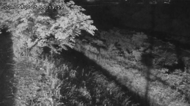 日野川１2025/06/04 2:30:00