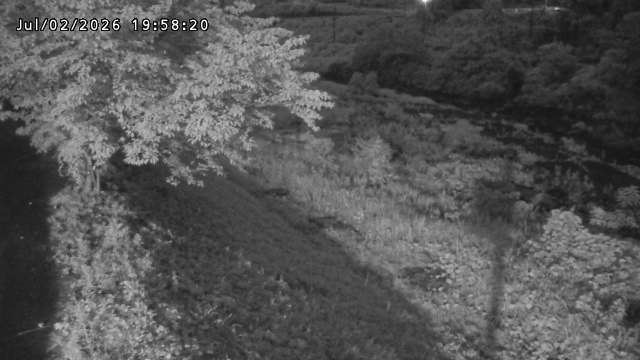 日野川１2026/07/03 9:30:00