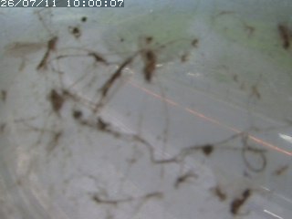 江府町佐川