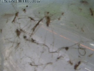 江府町佐川